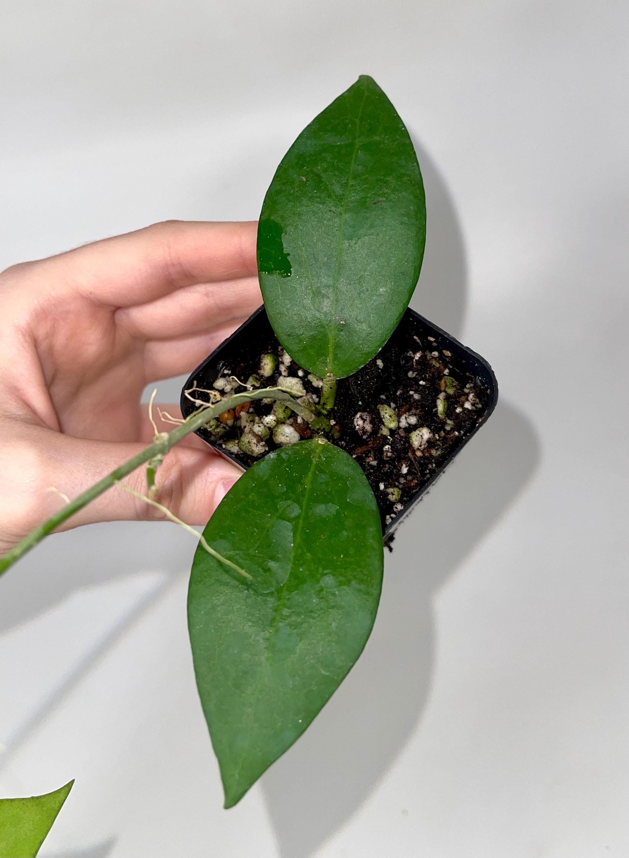 Hoya sp.