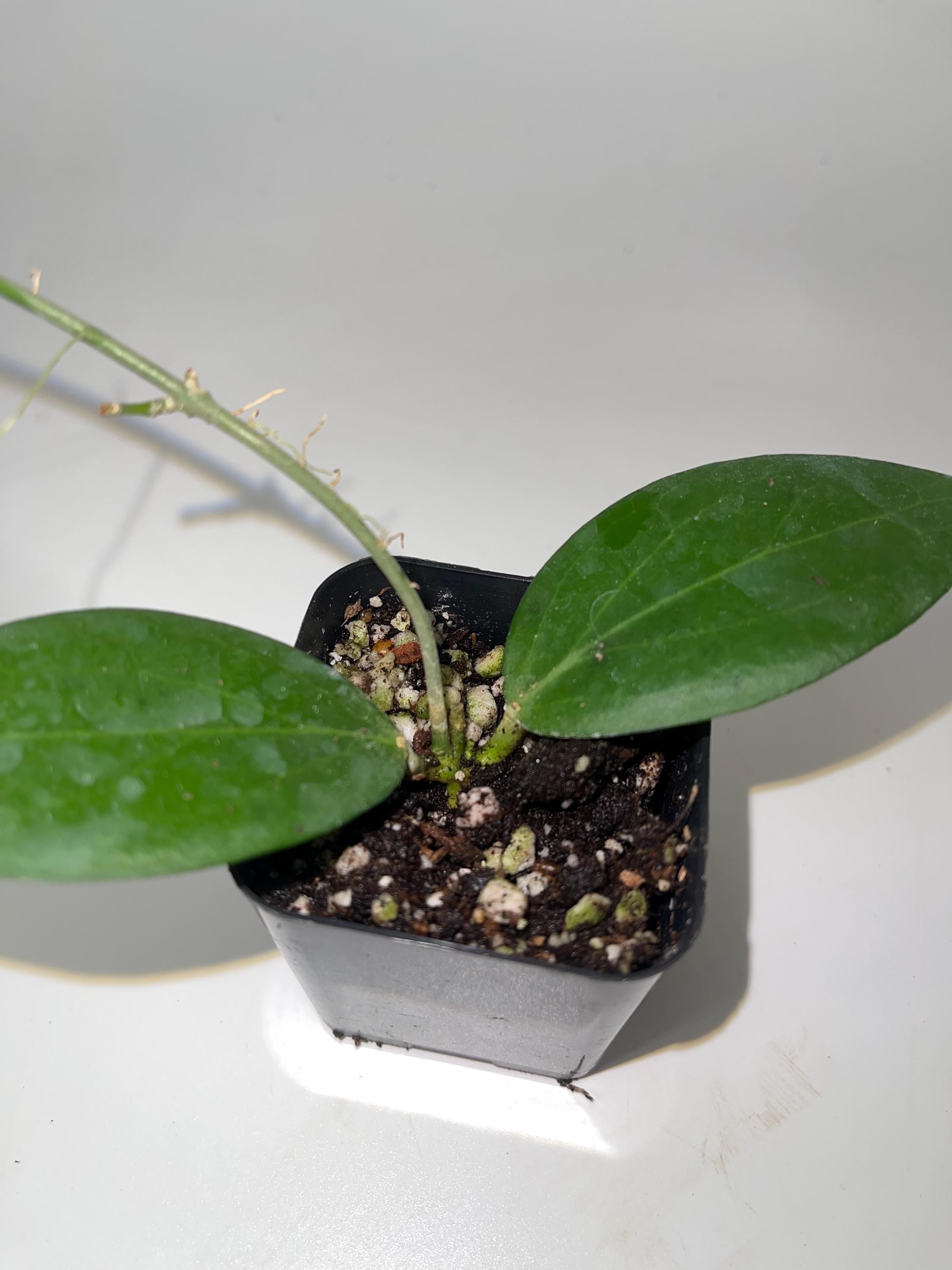 Hoya sp.