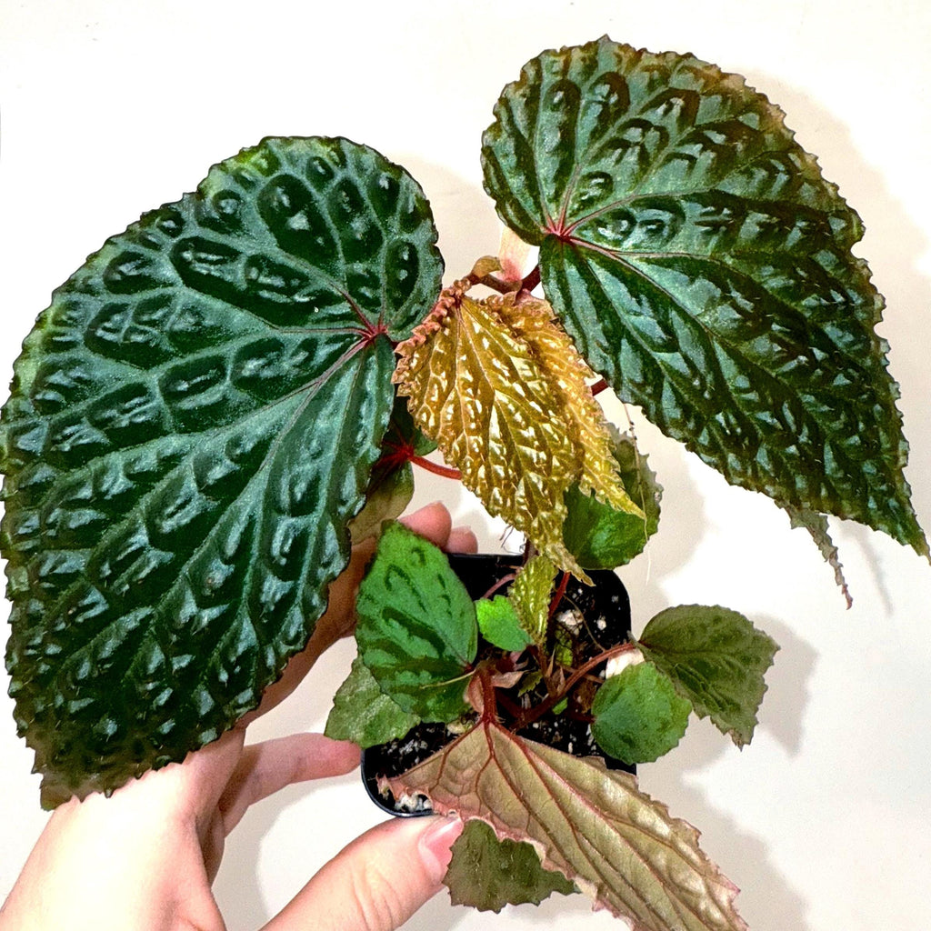 Begonia Botanicaz 98 V.3