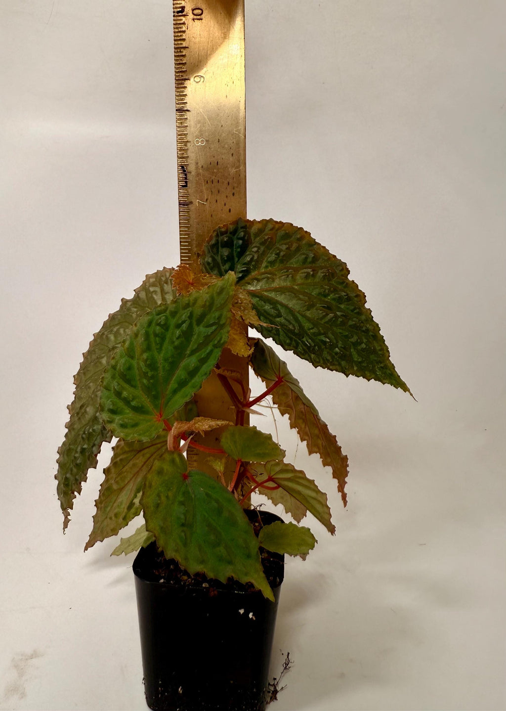 Begonia Botanicaz 98 V.3
