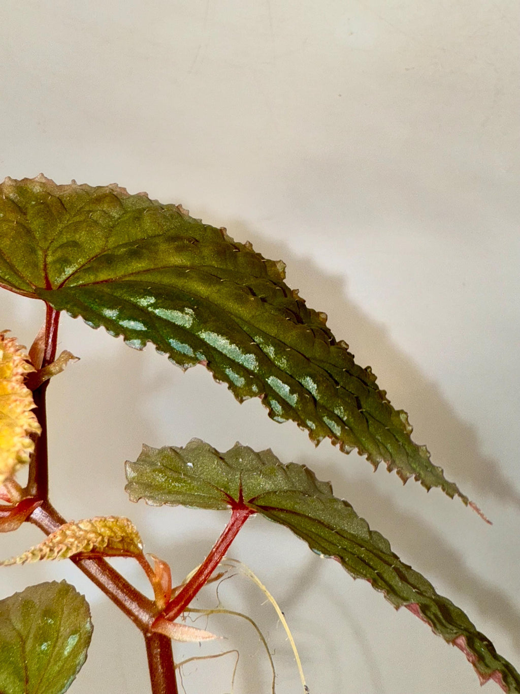 Begonia Botanicaz 98 V.3
