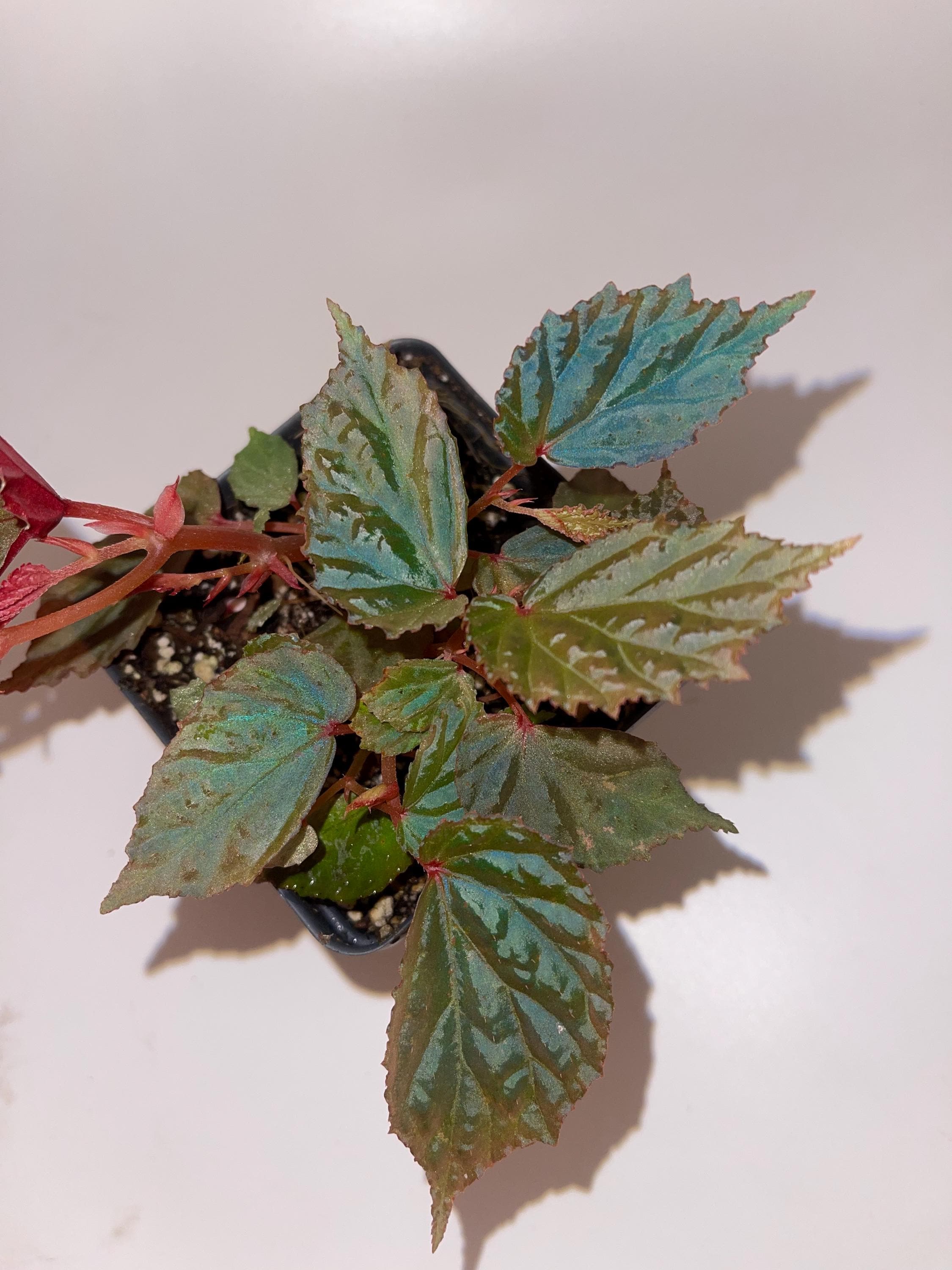 Begonia Botanicaz 98 V.5