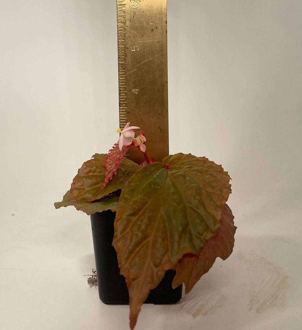 Begonia Botanicaz 98 V.5