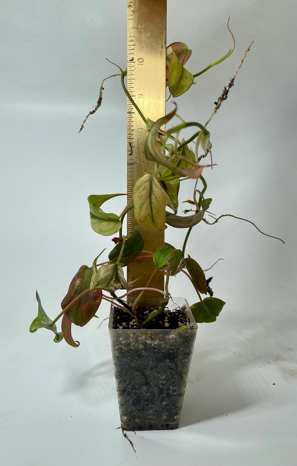 Variegated Philodendron Micans ‘Mint’