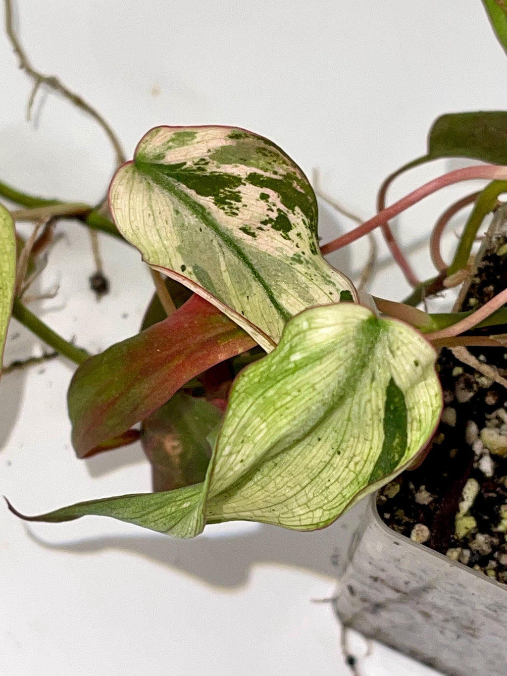 Variegated Philodendron Micans ‘Mint’