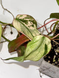 Variegated Philodendron Micans ‘Mint’