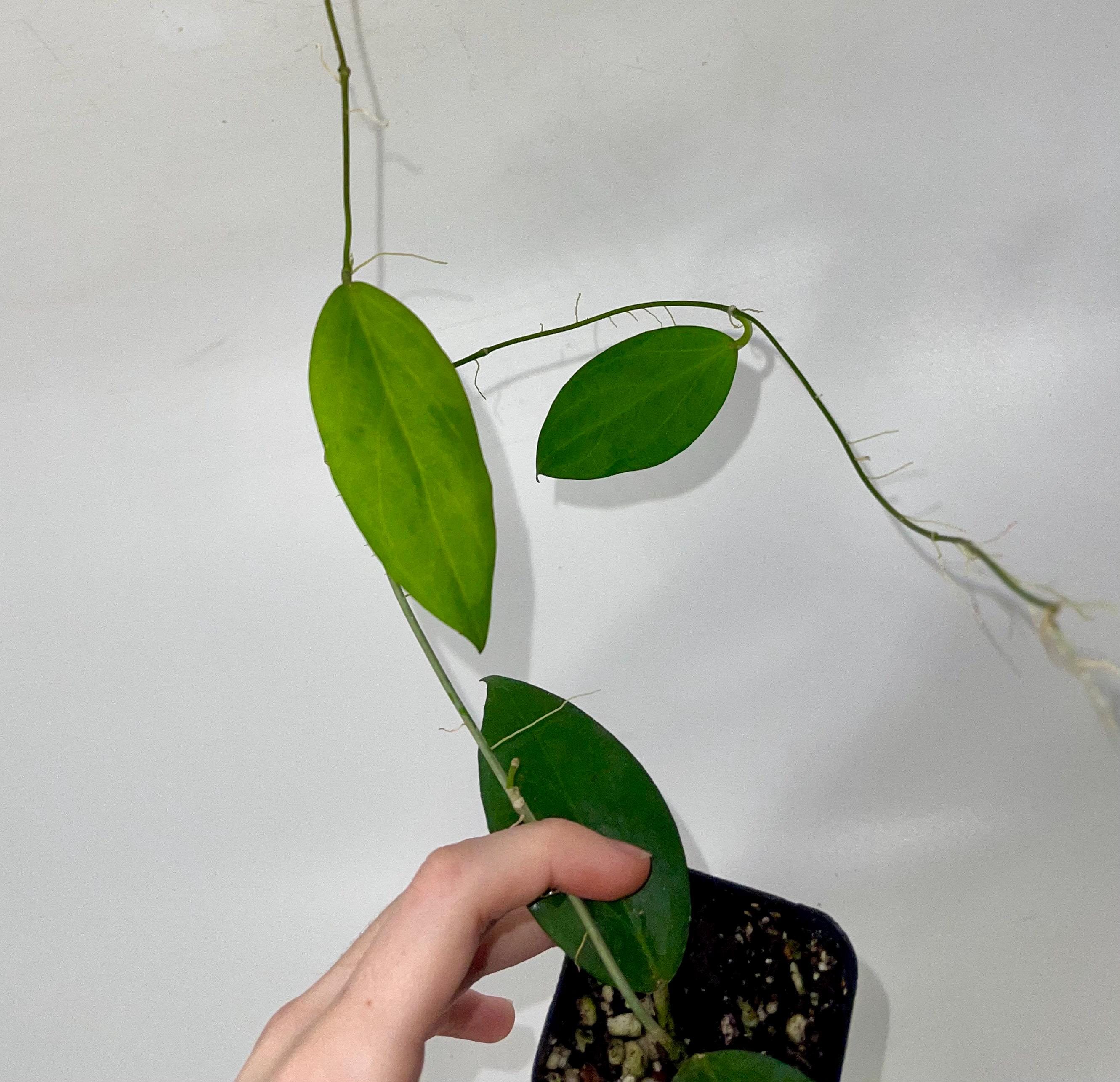 Hoya sp.