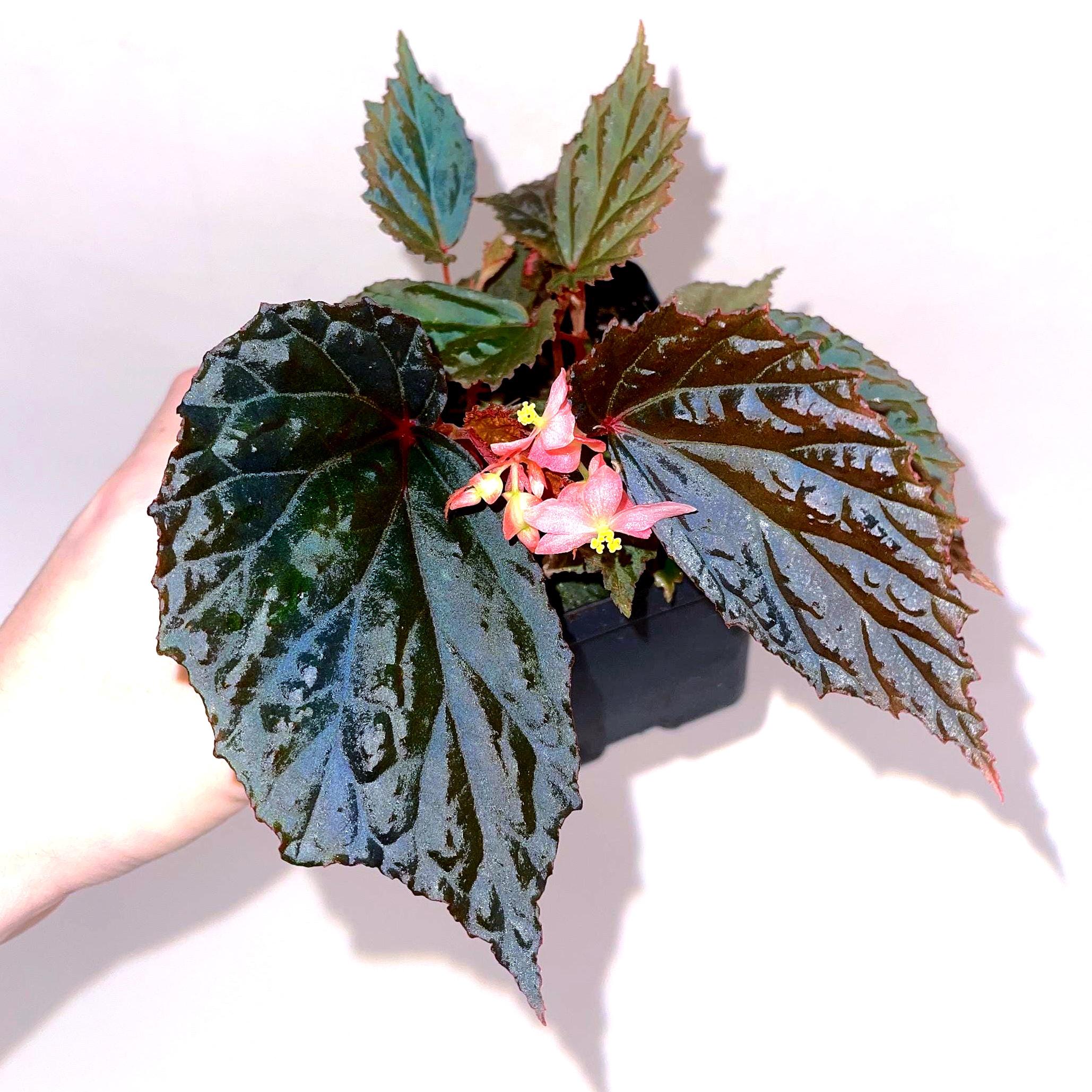 Begonia Botanicaz 98 V.5
