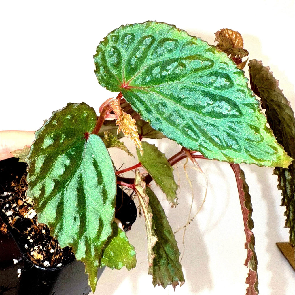 Begonia Botanicaz 98 V.3