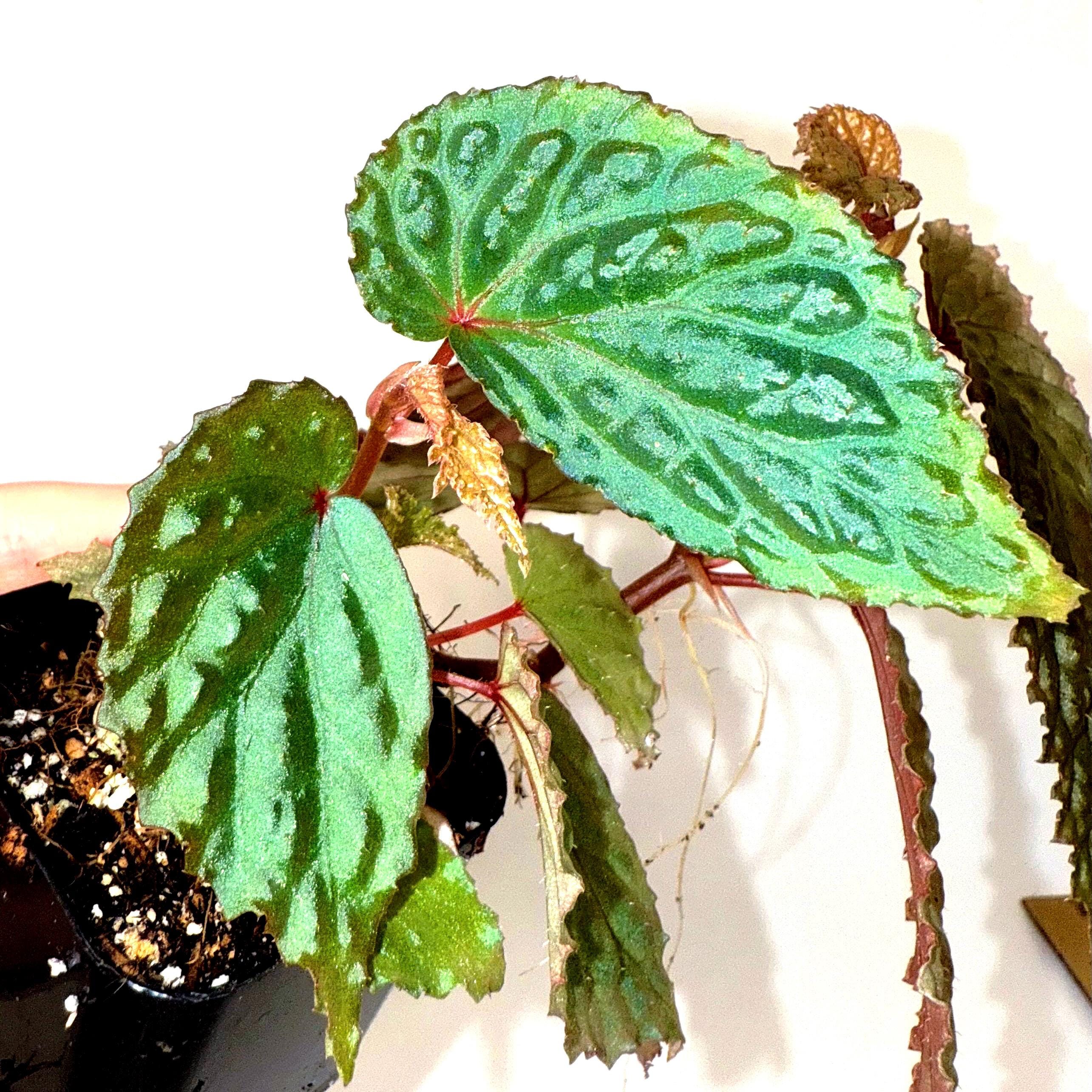 Begonia Botanicaz 98 V.3
