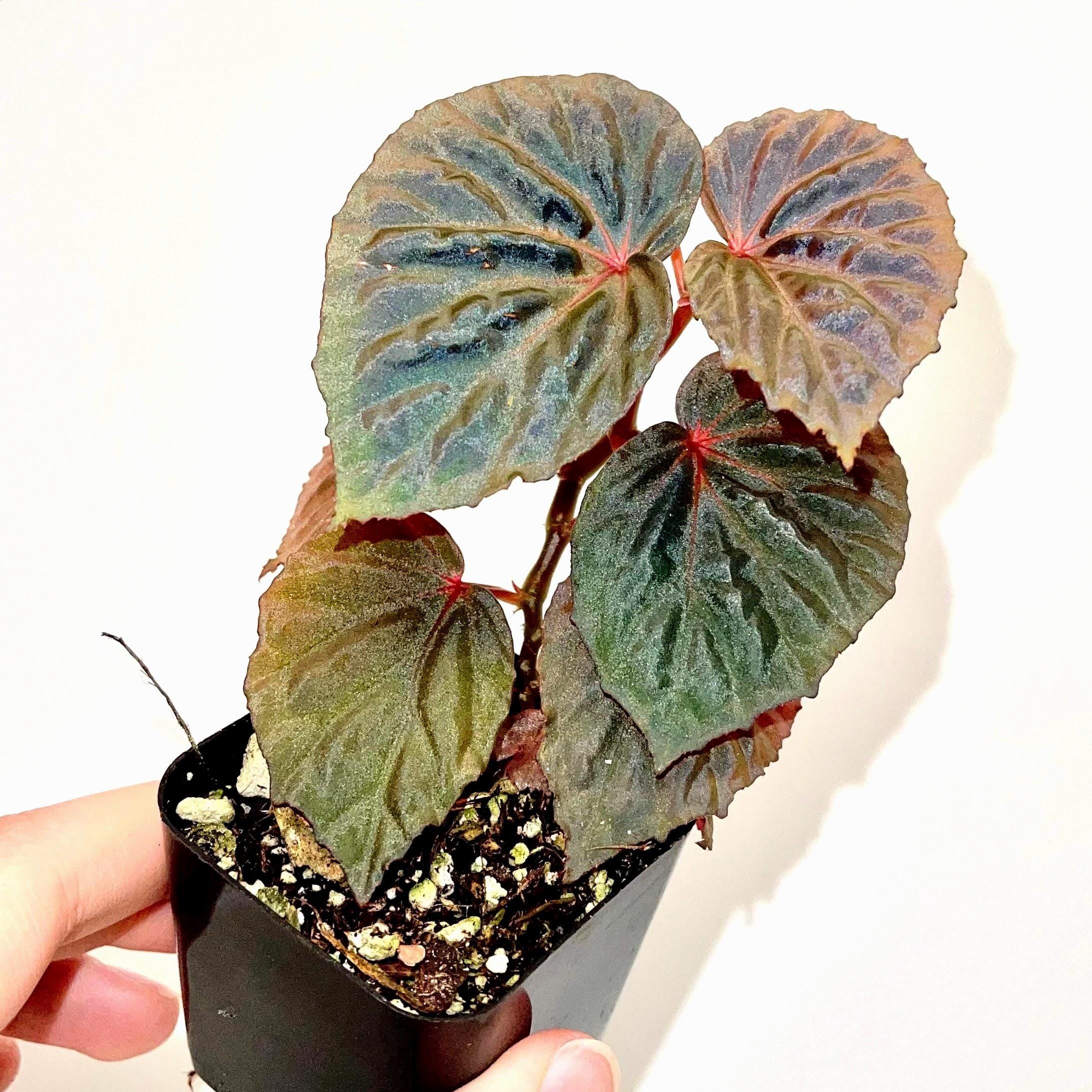 Begonia Botanicaz 115 V.2