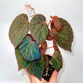 Begonia Botanicaz 115 V.8