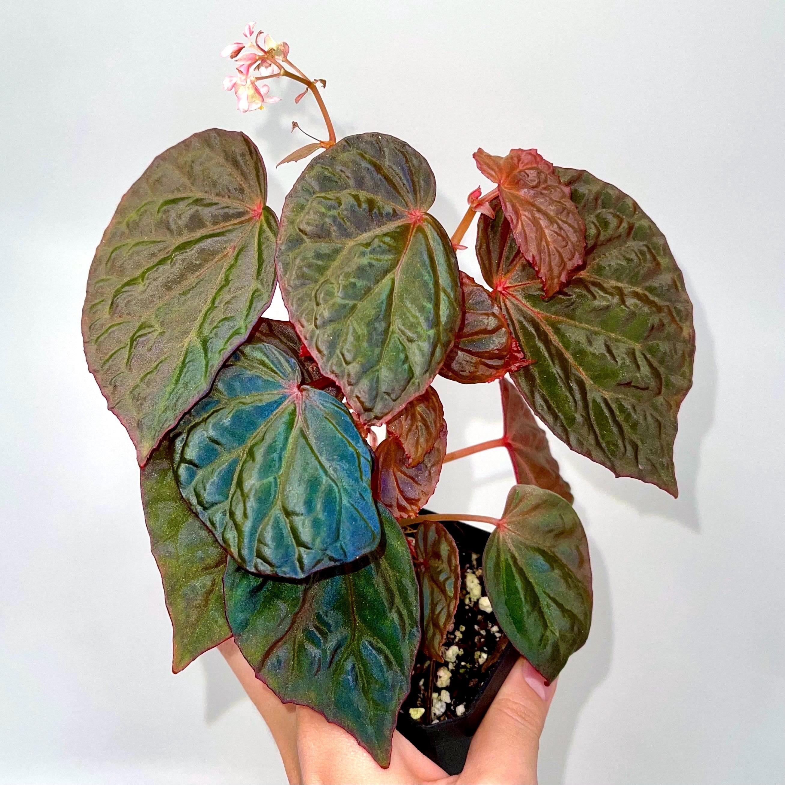 Begonia Botanicaz 115 V.8