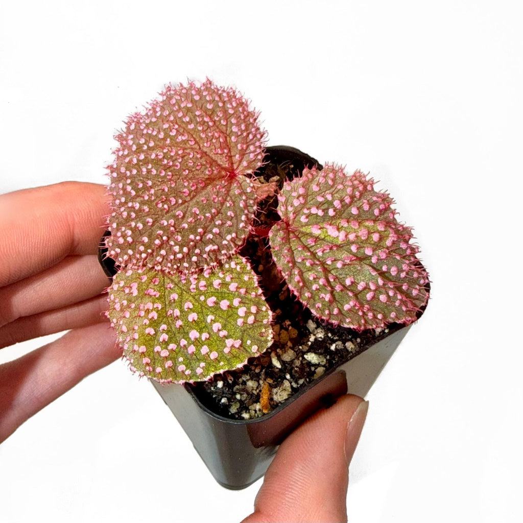 SMALL Begonia Botanicaz 7 ‘Pink Urchin’