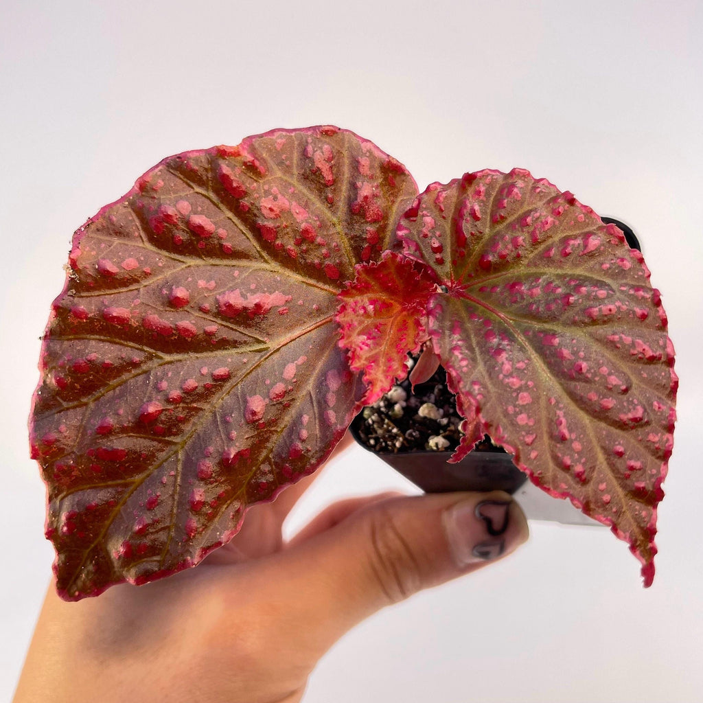 READY SOON Begonia Botanicaz 65