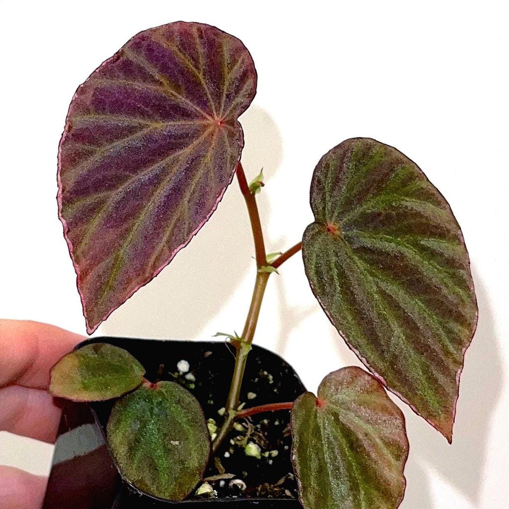 Begonia Botanicaz 111 V.1 (Can acclimate to house conditions)