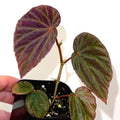 Begonia Botanicaz 111 V.1 (Can acclimate to house conditions)
