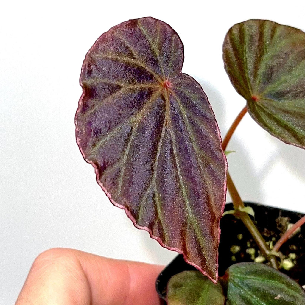 Begonia Botanicaz 111 V.1 (Can acclimate to house conditions)