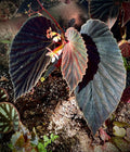 LEAF CUTTING Botanicaz 56 V.2