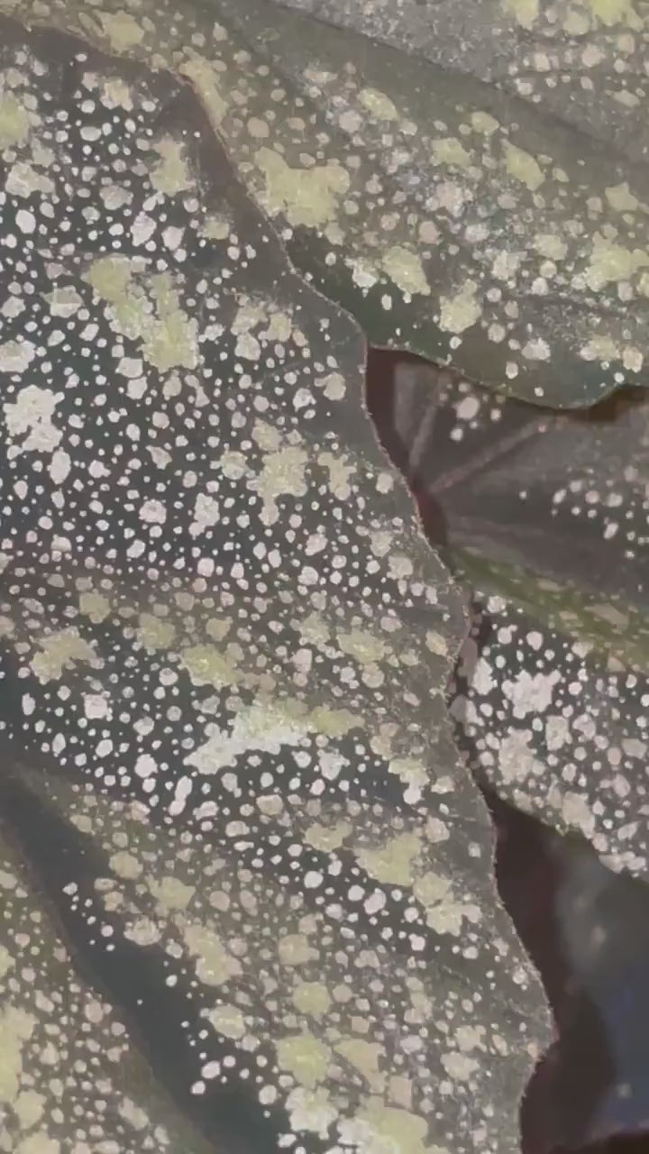 LEAF CUTTING Begonia ‘Moona’ (Can acclimate to house conditions) Fragrant Blooms