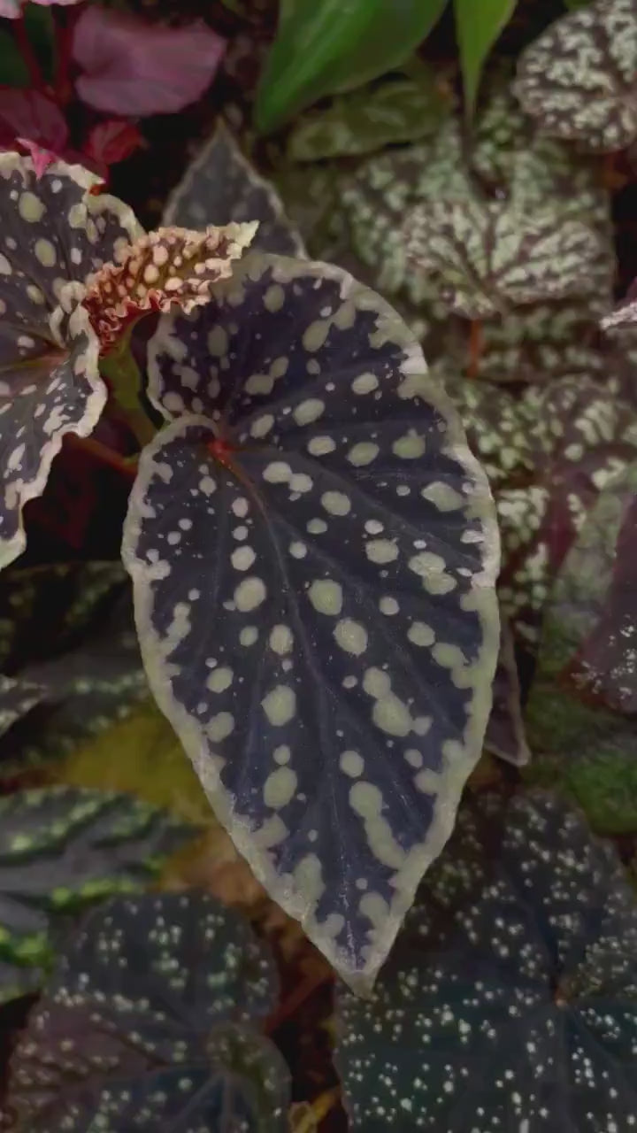 READY SOON Begonia Botanicaz 2