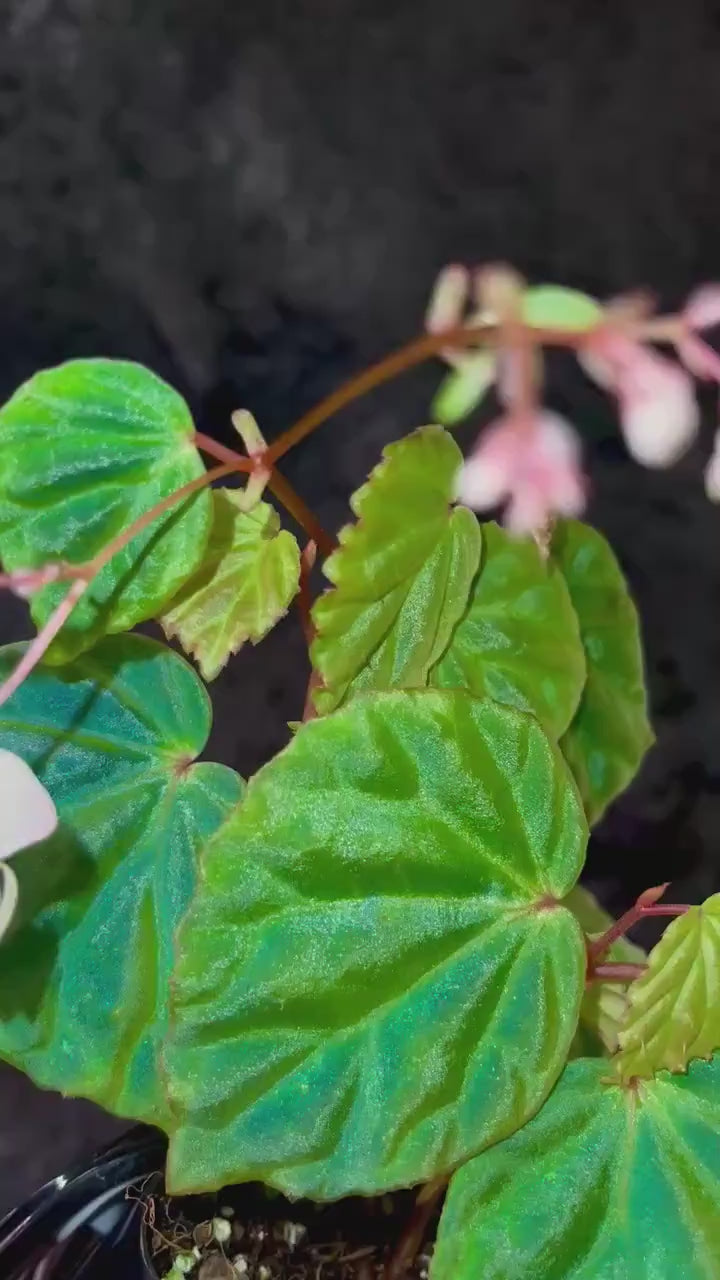 Begonia Botanicaz 85 V.2 ‘Olo’