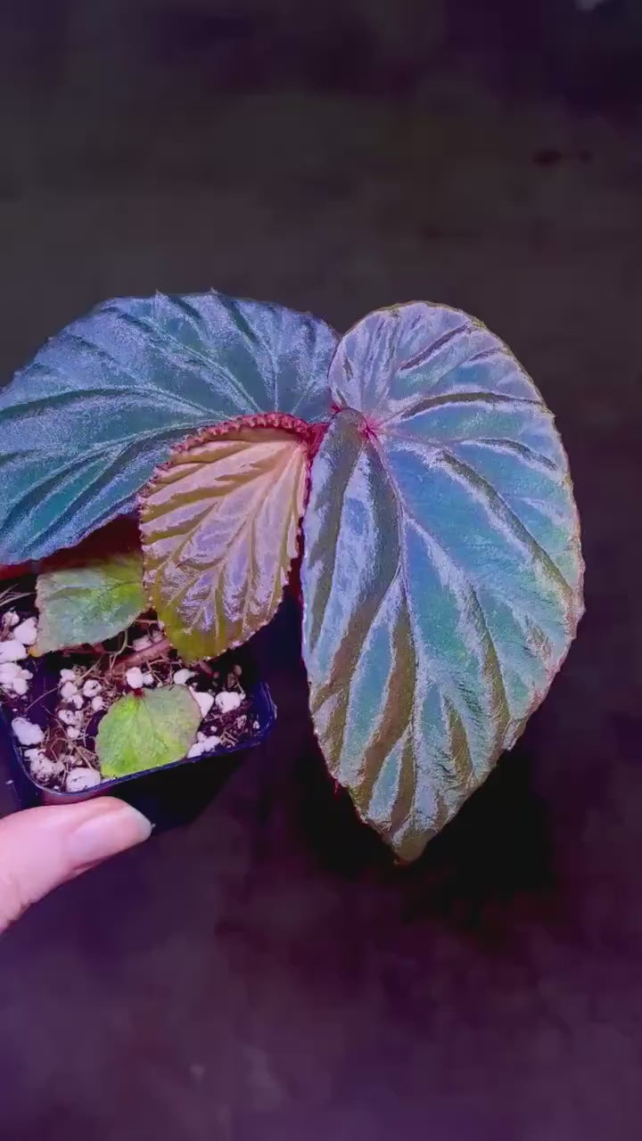 Begonia ‘Blue Metallic’ Botanicaz 220