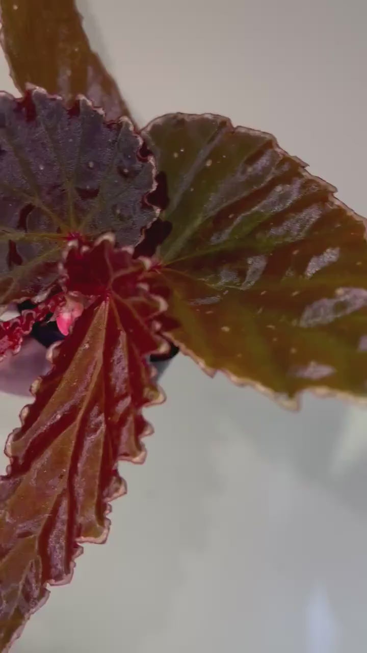 TOP CUTTING Begonia Botanicaz 3 (Can acclimate to house conditions)