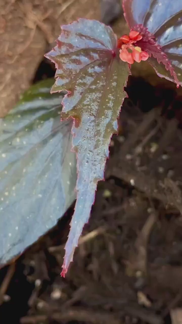 Begonia Botanicaz 212