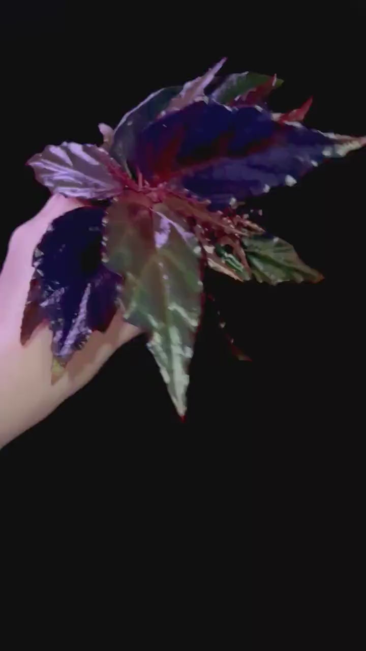 Begonia Botanicaz 121 'Blue Lotus'
