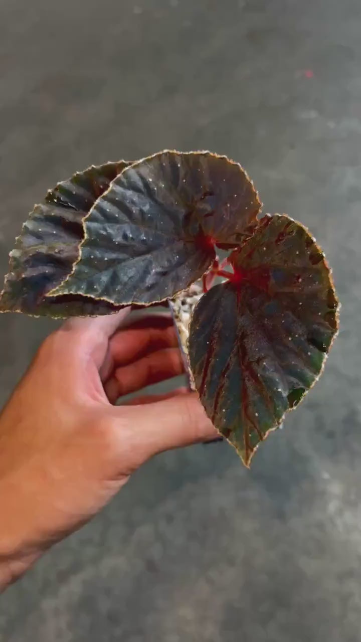 Begonia ‘Botanicaz 24’