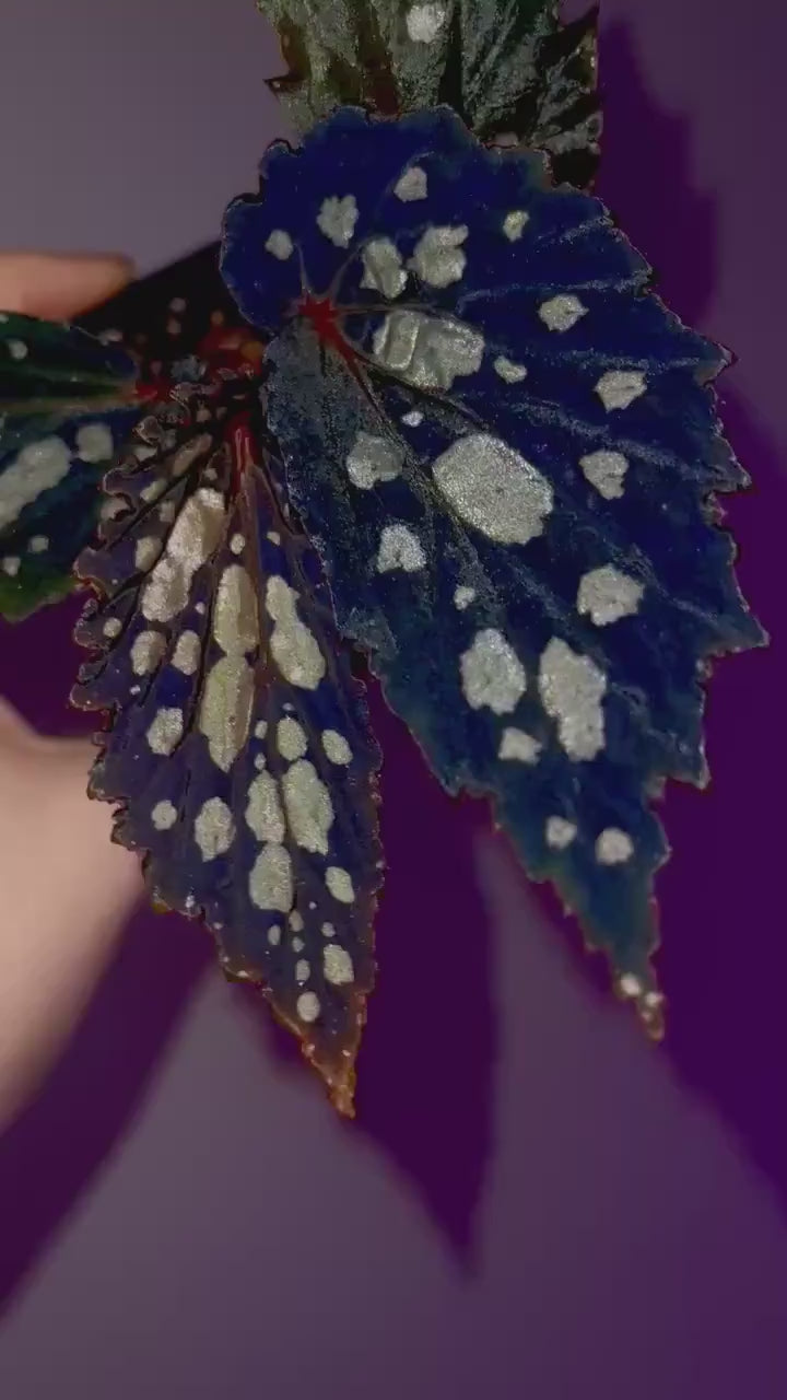 Begonia Botanicaz 222 V.7
