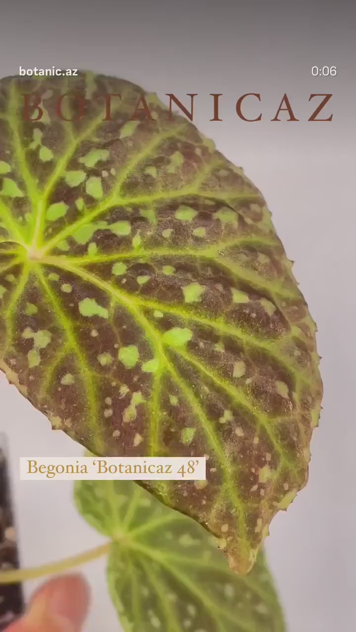 Begonia Botanicaz 48