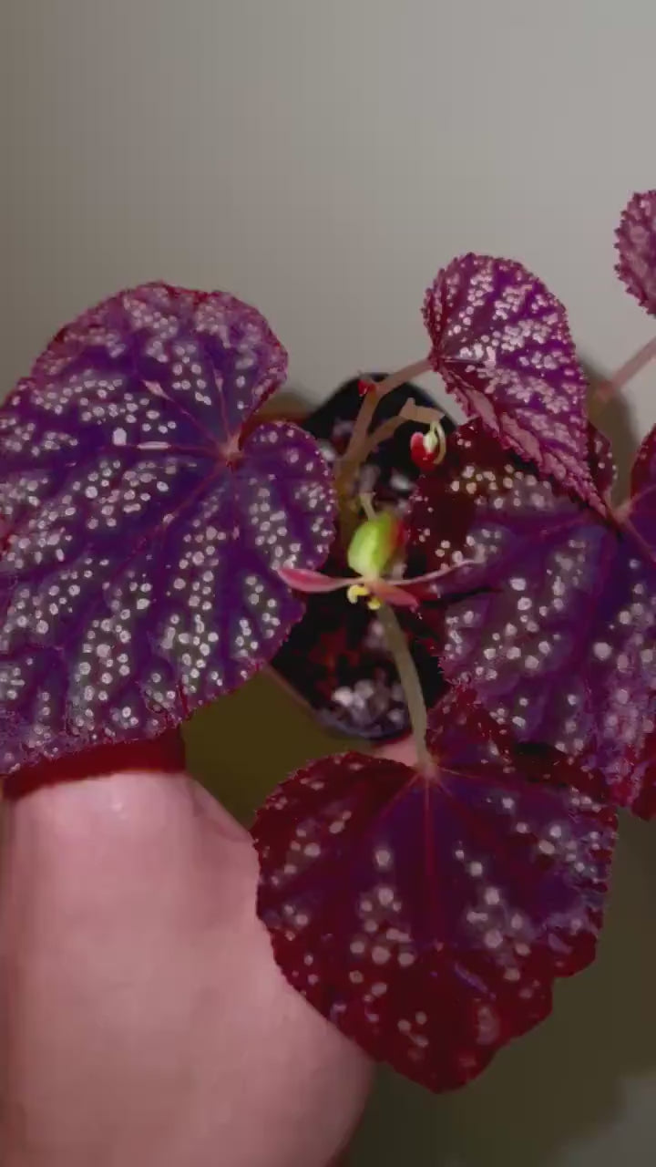 READY SOON Begonia Botanicaz 45 V.2 (Can acclimate to house conditions)