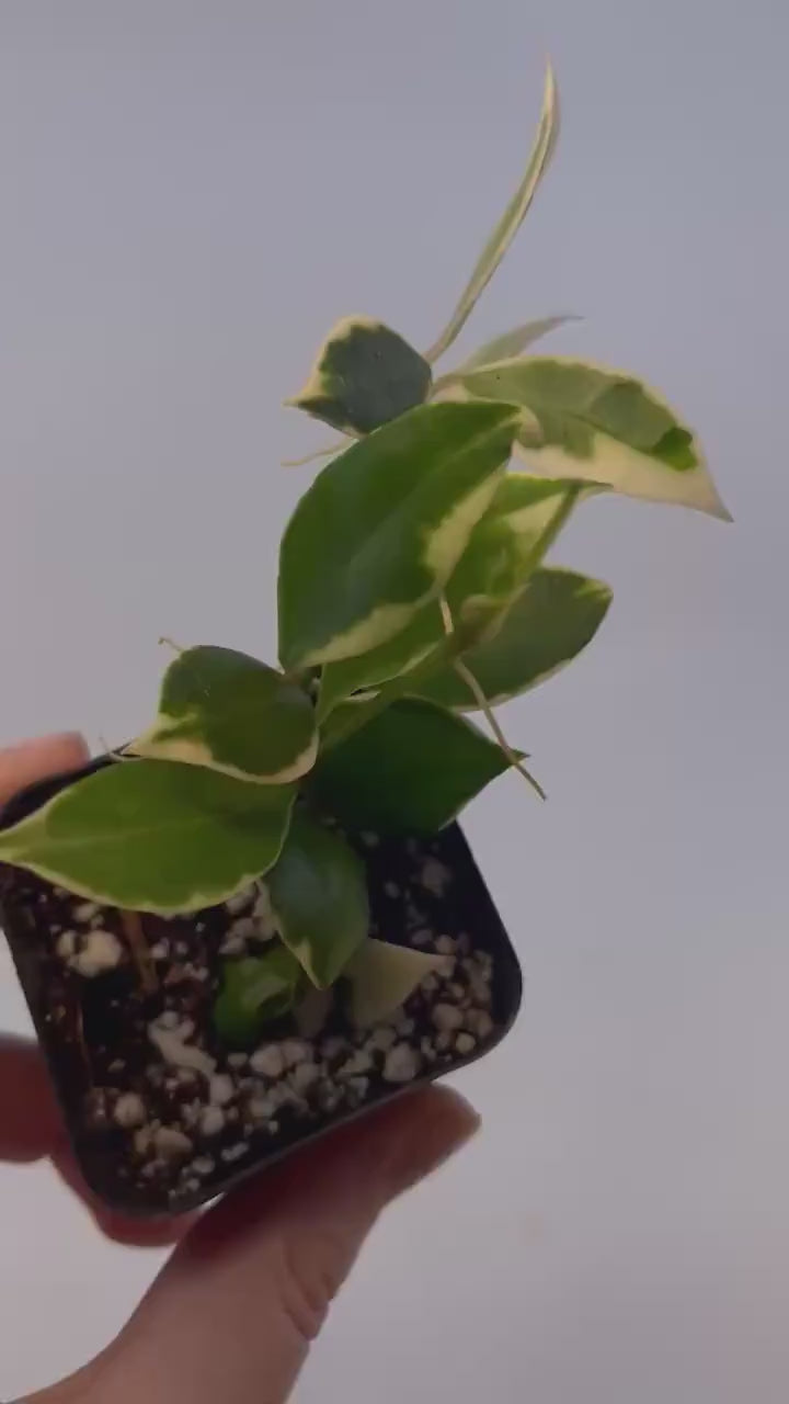 Hoya lacunosa 'Asami' Variegated (Can acclimate to house conditions)