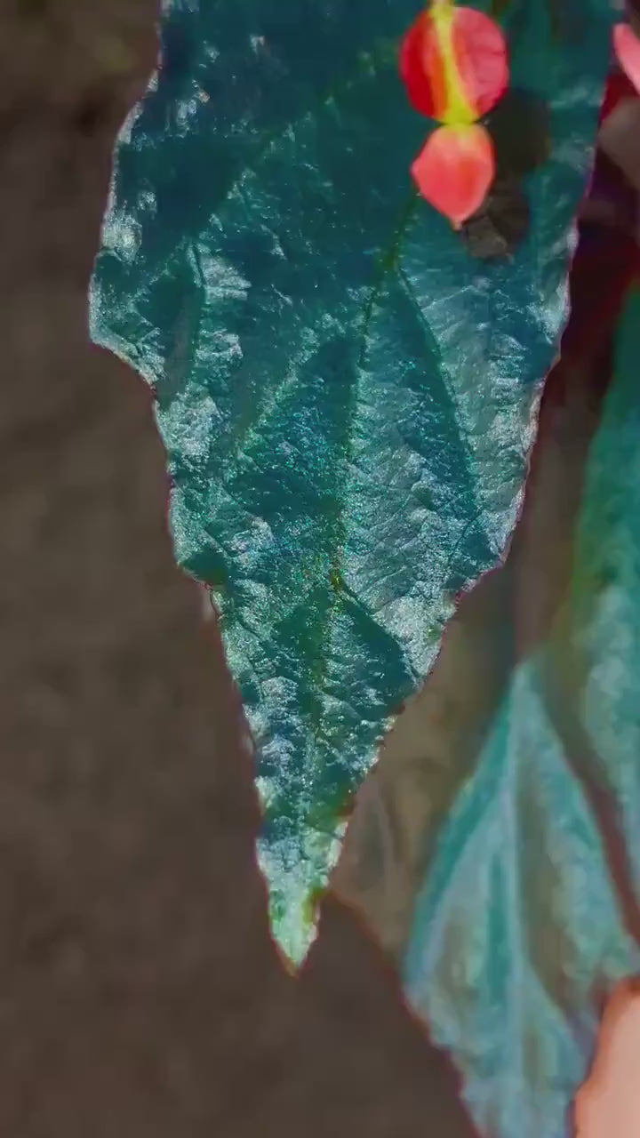 Begonia Botanicaz 141