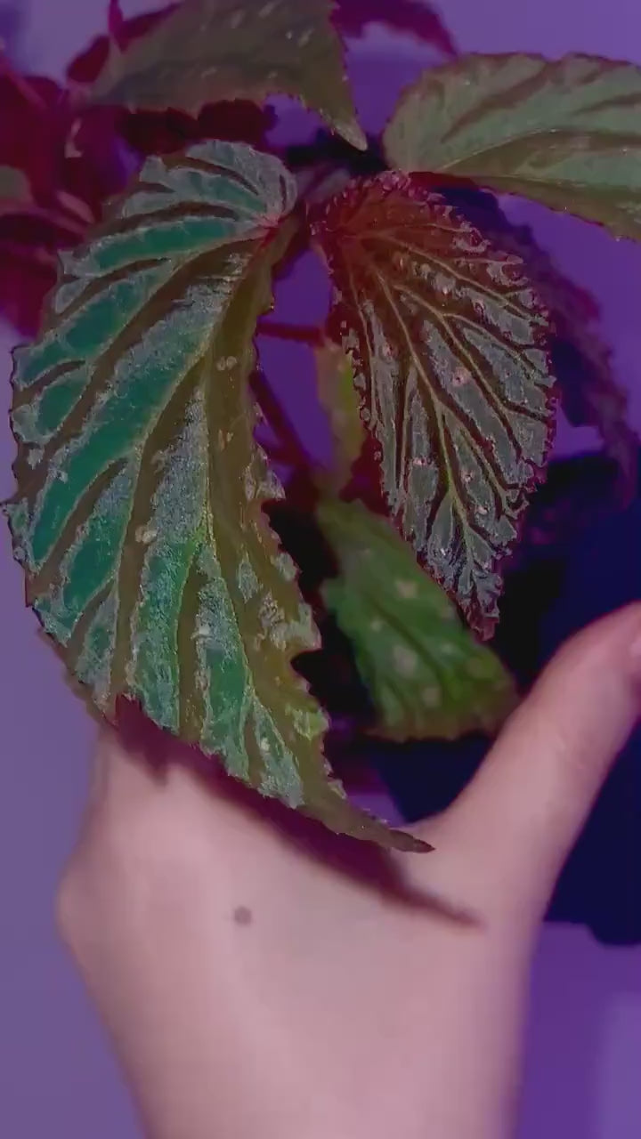 Begonia Botanicaz 287