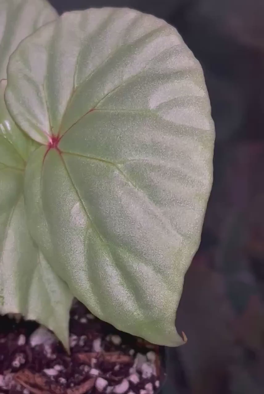 READY SOON Begonia sp. 'Mint' (Can acclimate to house conditions)