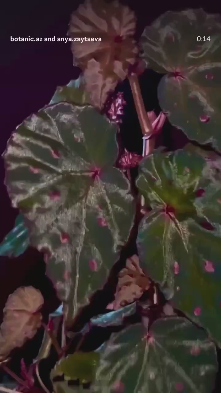 Begonia Botanicaz 16