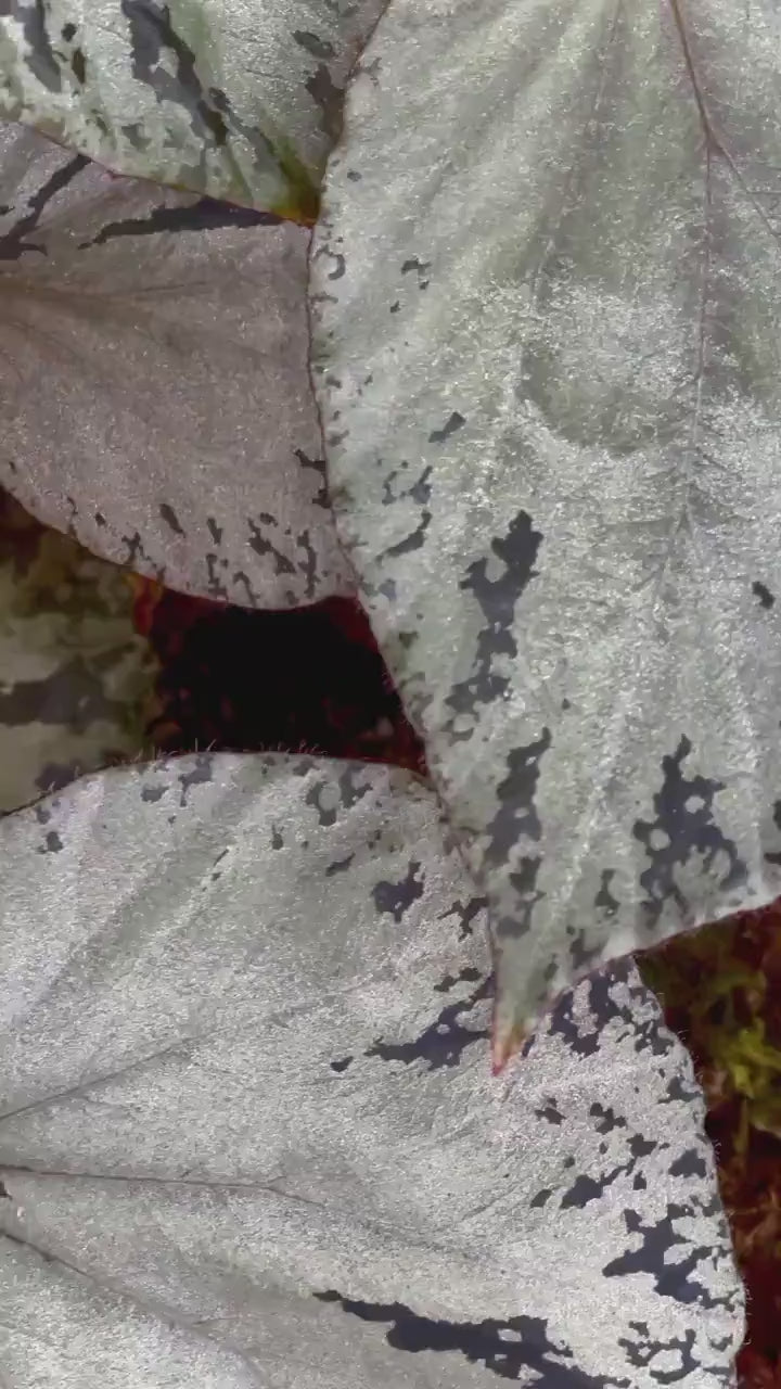 LEAF CUTTING Begonia Botanicaz 14 ‘Silver Suede’ PIXEL (Can acclimate to house conditions)