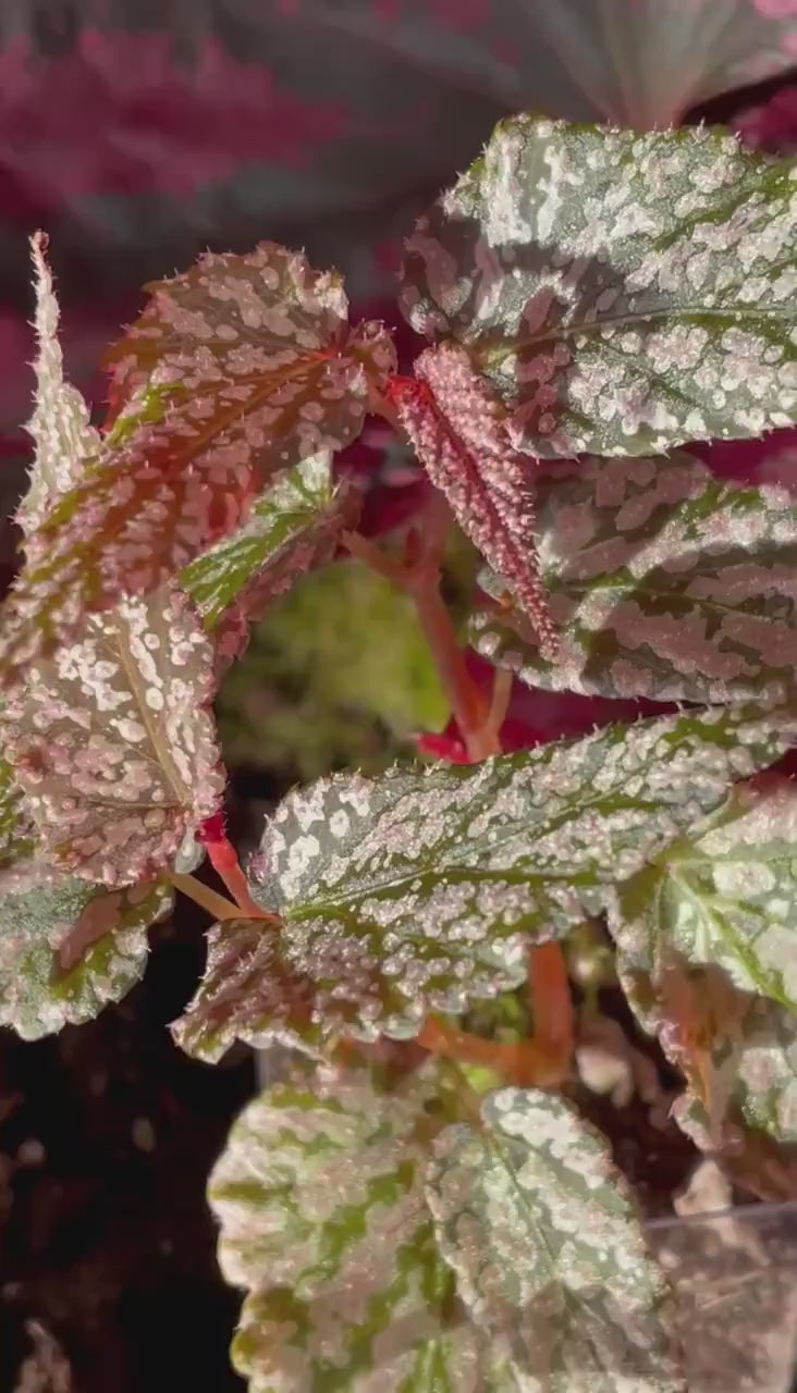 TOP CUTTING Begonia Botanicaz 20 V.2