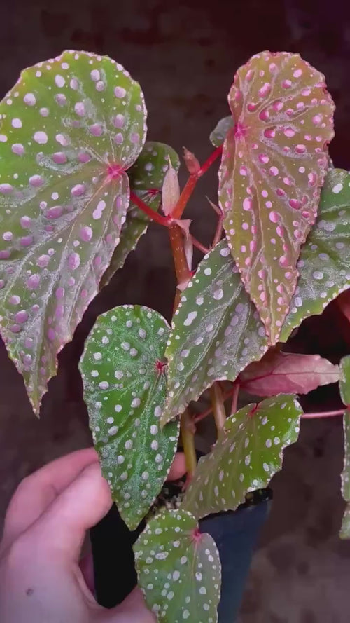 LEAF CUTTING Begonia sp. malachosticta (Can acclimate to house conditions)