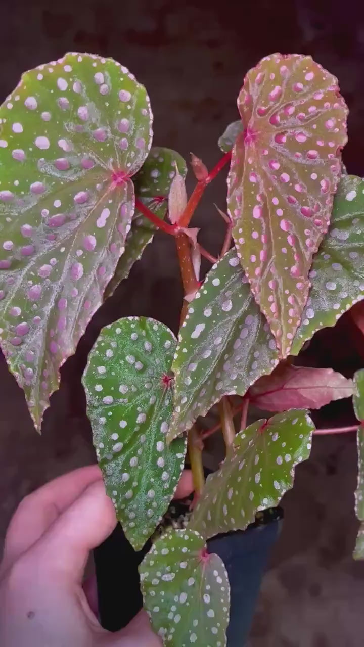 LEAF CUTTING Begonia sp. malachosticta (Can acclimate to house conditions)