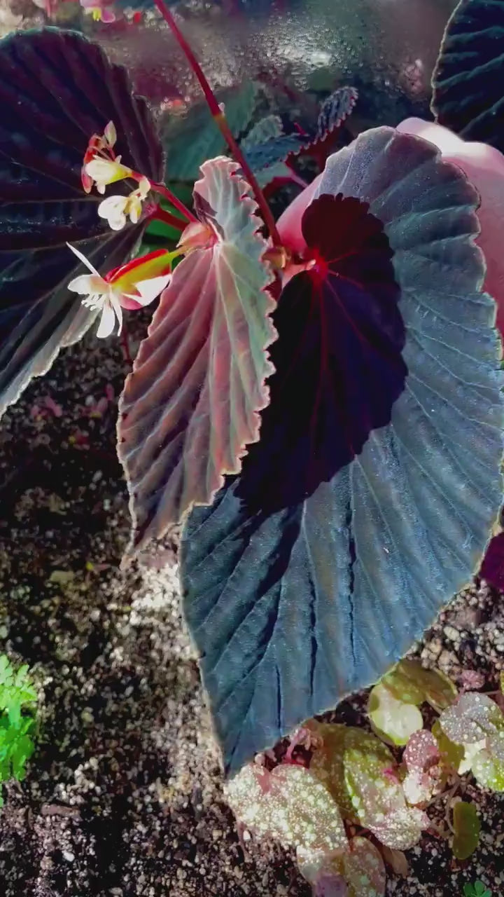 All – BOTANICAZ