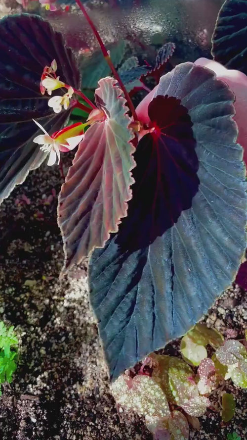 Begonia Botanicaz 56 V.2