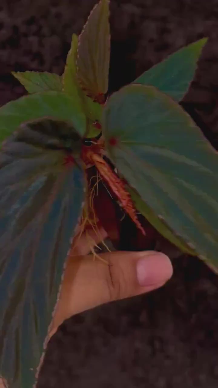 Begonia Botanicaz 120 V.2