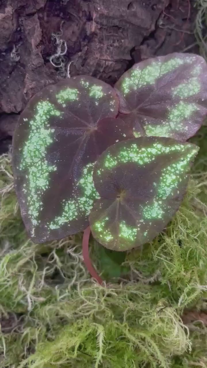 TOP CUTTING Begonia Botanicaz 105 V.7 (Can acclimate to house conditions)