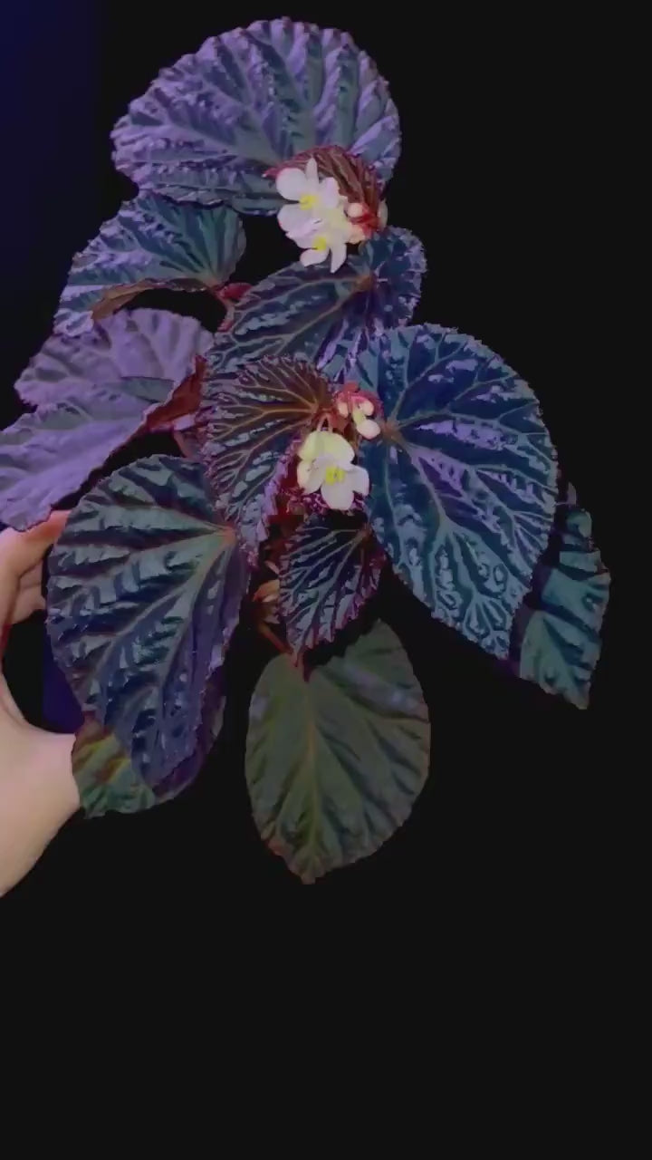 Begonia Botanicaz 87 V.1 (small)