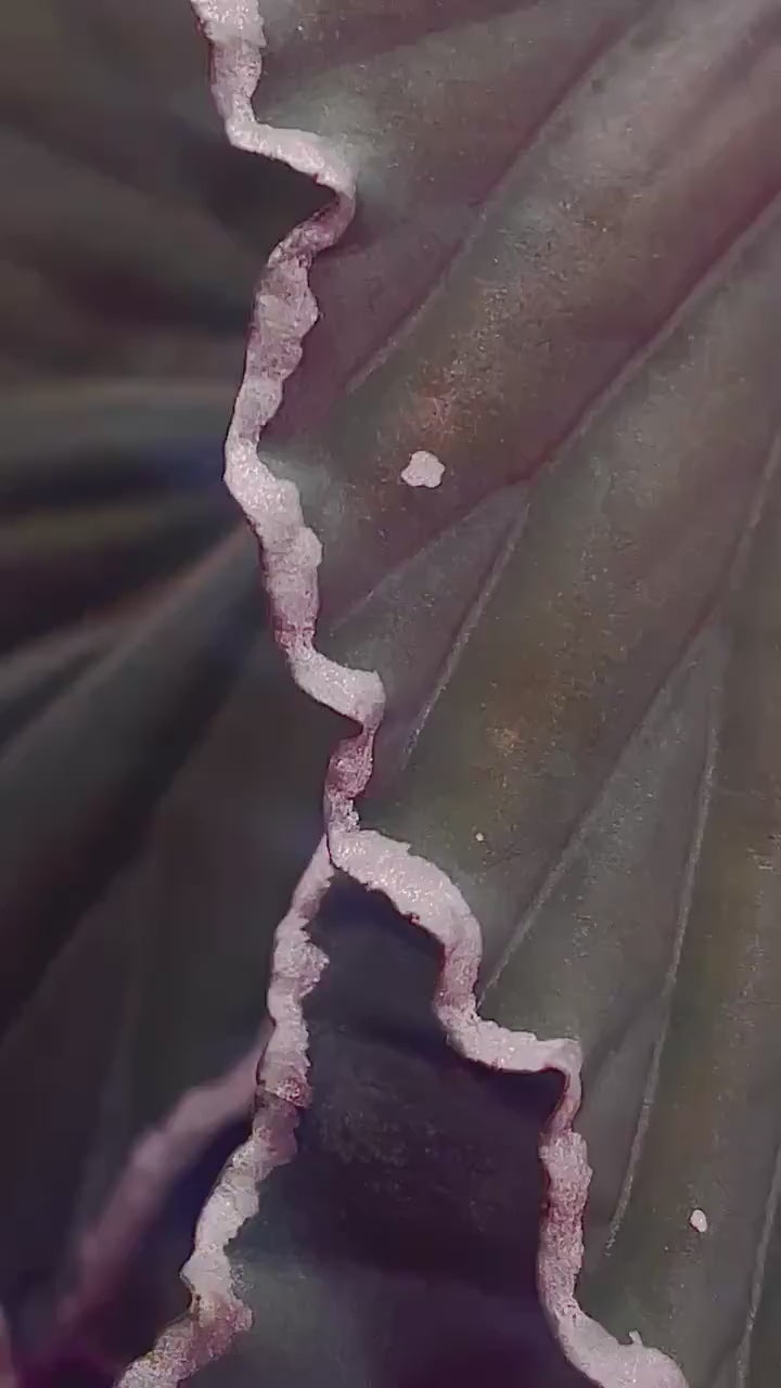 Begonia Botanicaz 150 V.1
