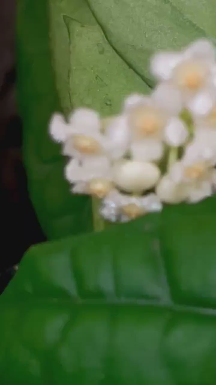 Hoya lacunosa 'Silver Mint Coin' (Can acclimate to house conditions)
